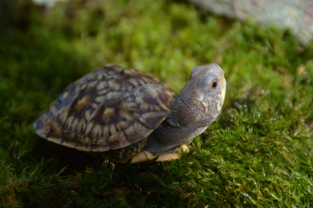 トウブハコガメ