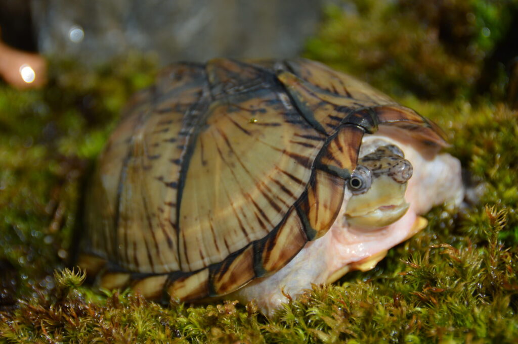 カブトニオイガメ