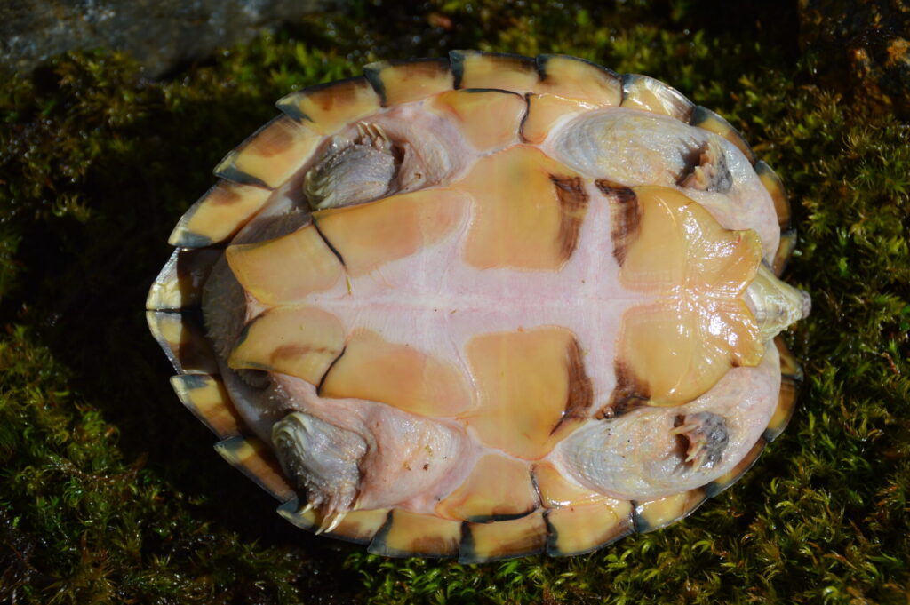 カブトニオイガメ