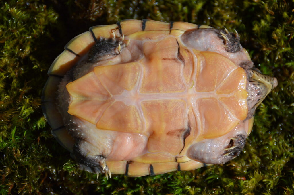 オオアタマヒメニオイガメ