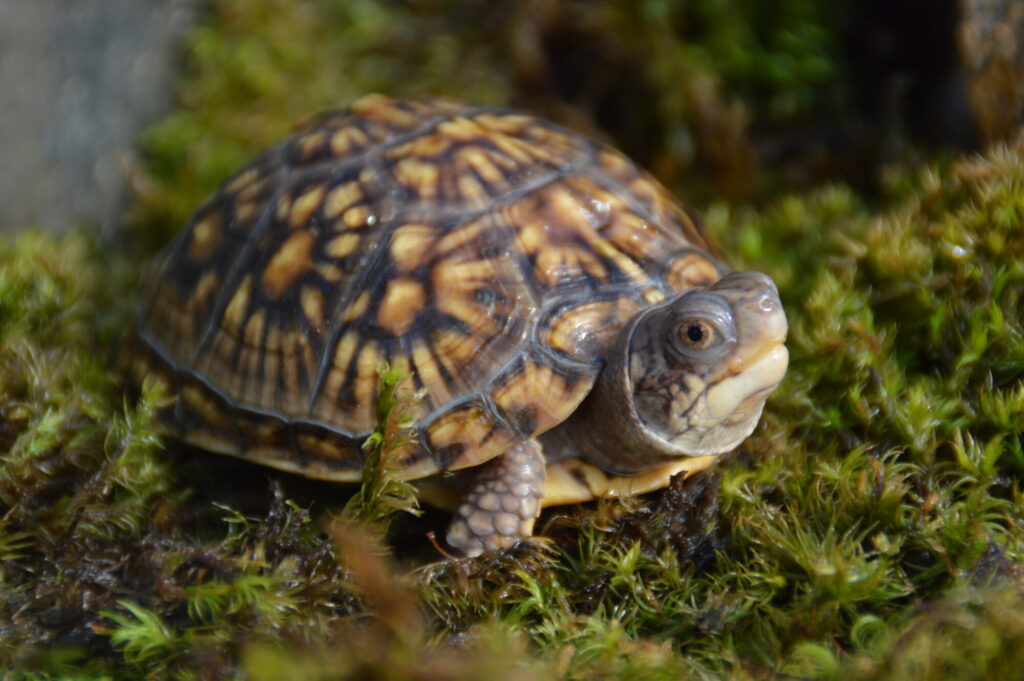 トウブハコガメ