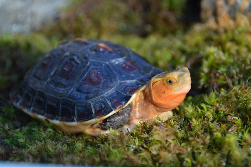 チュウゴクセマルハコガメ