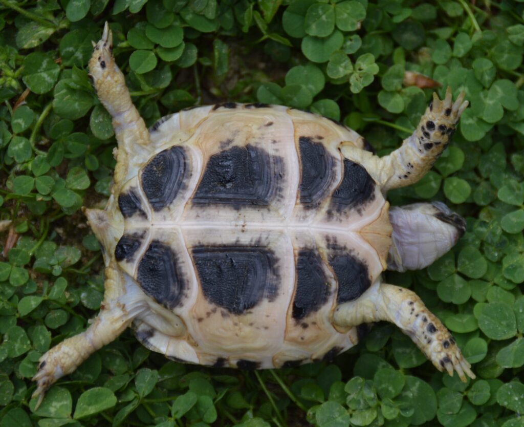 カザフスタンヨツユビリクガメ