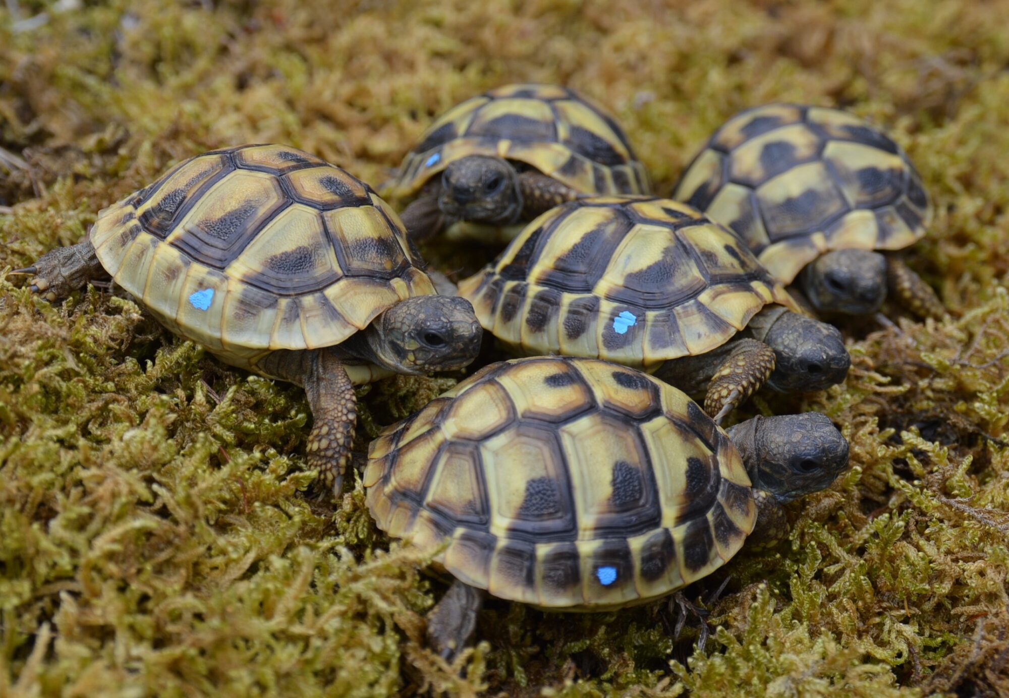 New Arrivals：Eastern Hermann’s tortoise