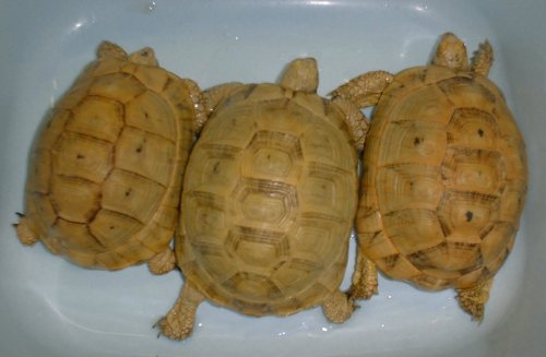 Testudo graeca ssp.