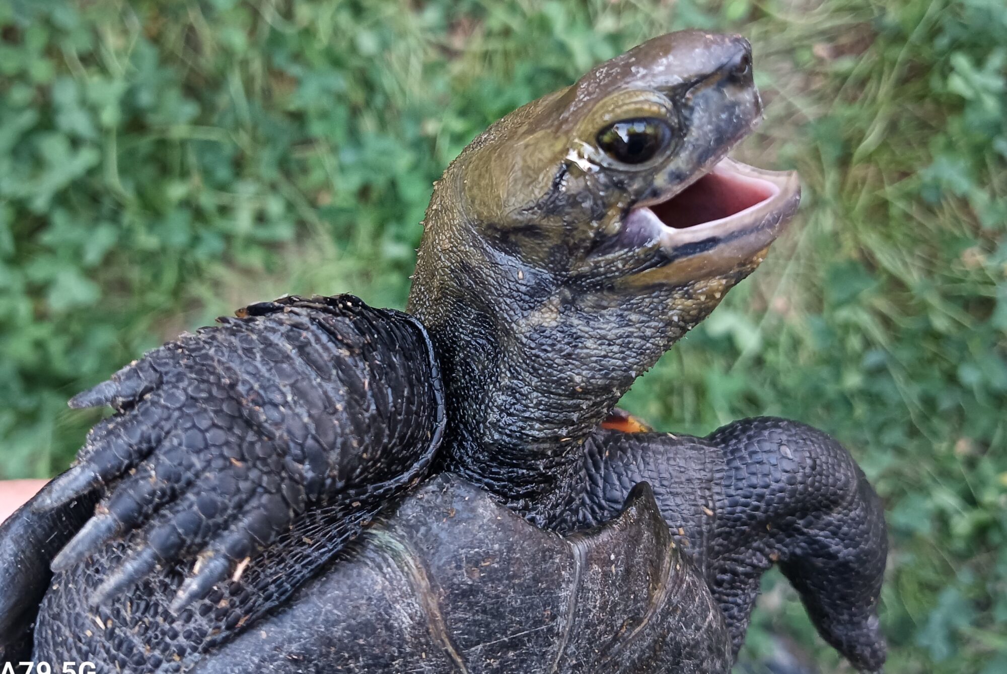 ニホンイシガメ