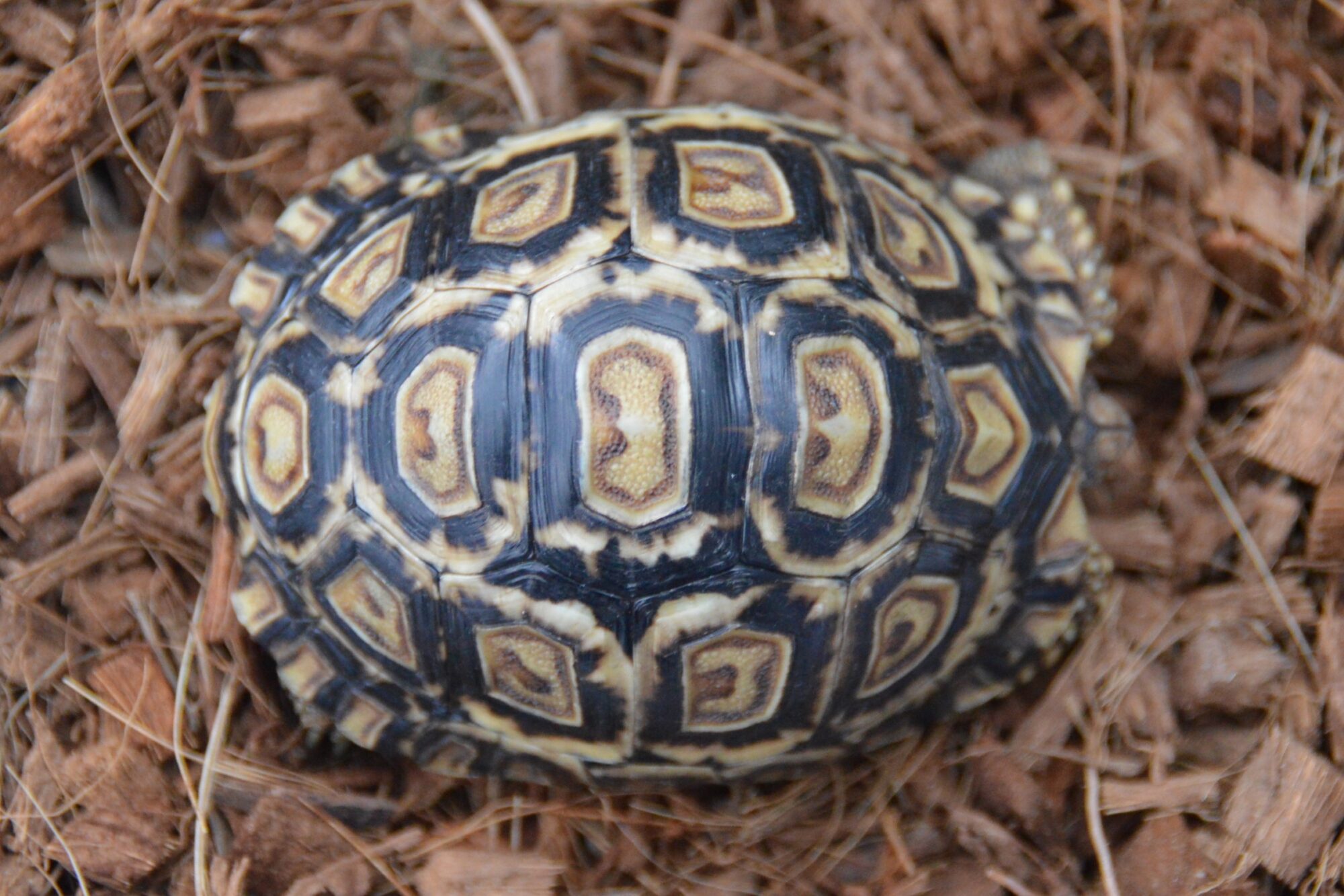 New Arrivals：TORTOISES