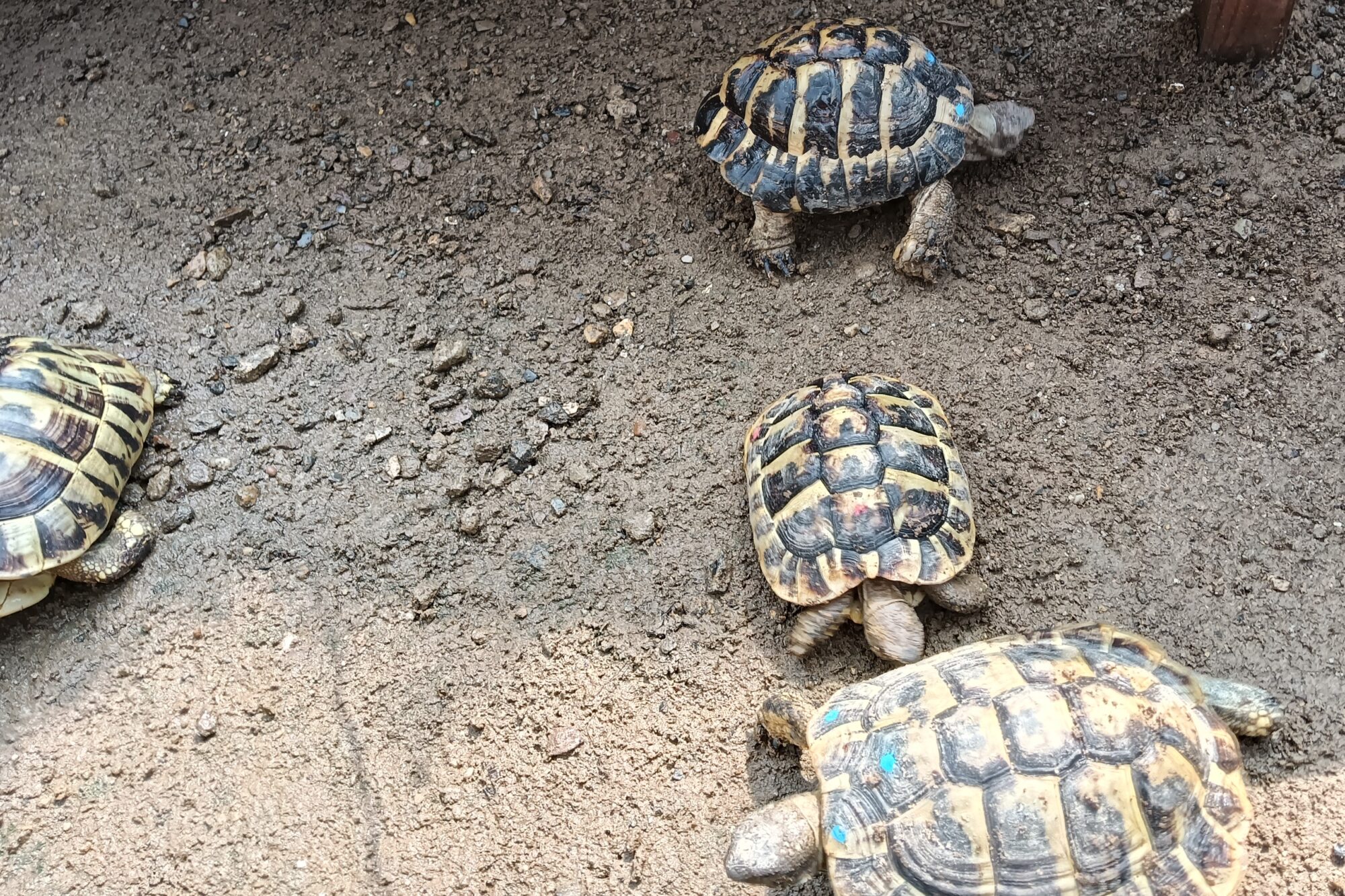 New Arrivals：Testudo hermanni boettgeri 