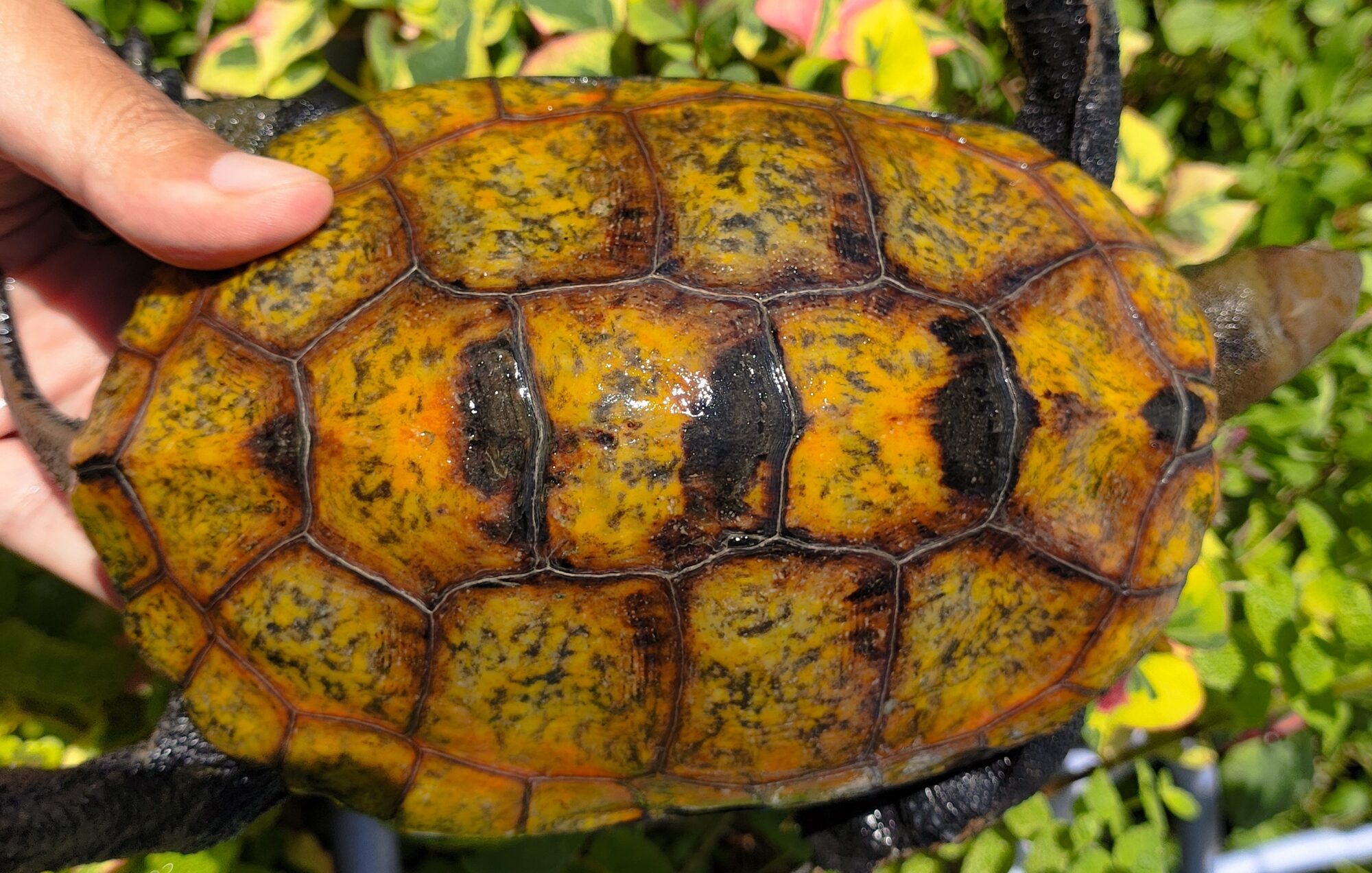 NEW Arrivals ： Mauremys japonica