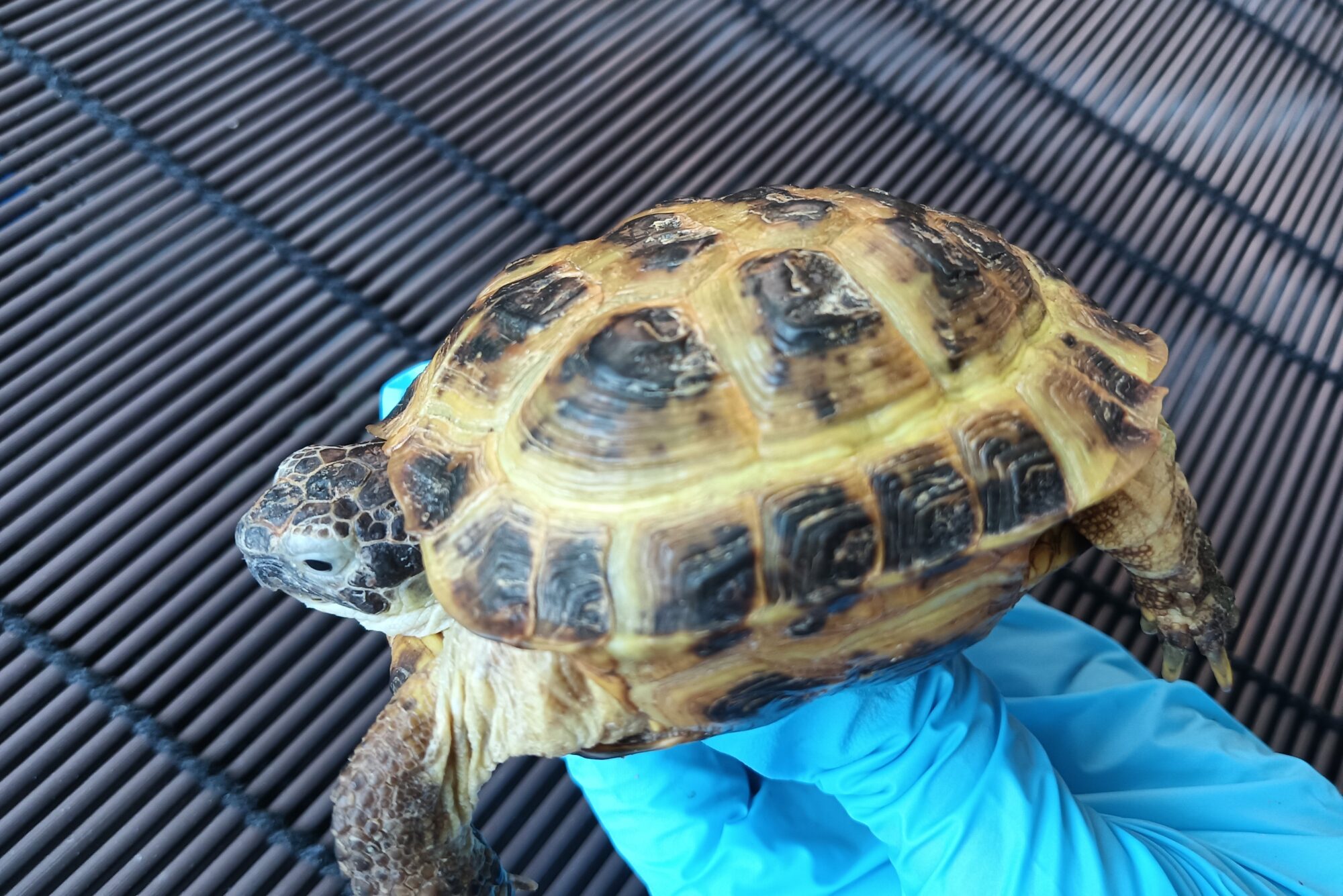 NEW Arrivals ： Agrionemys horsfieldii kazachstanica