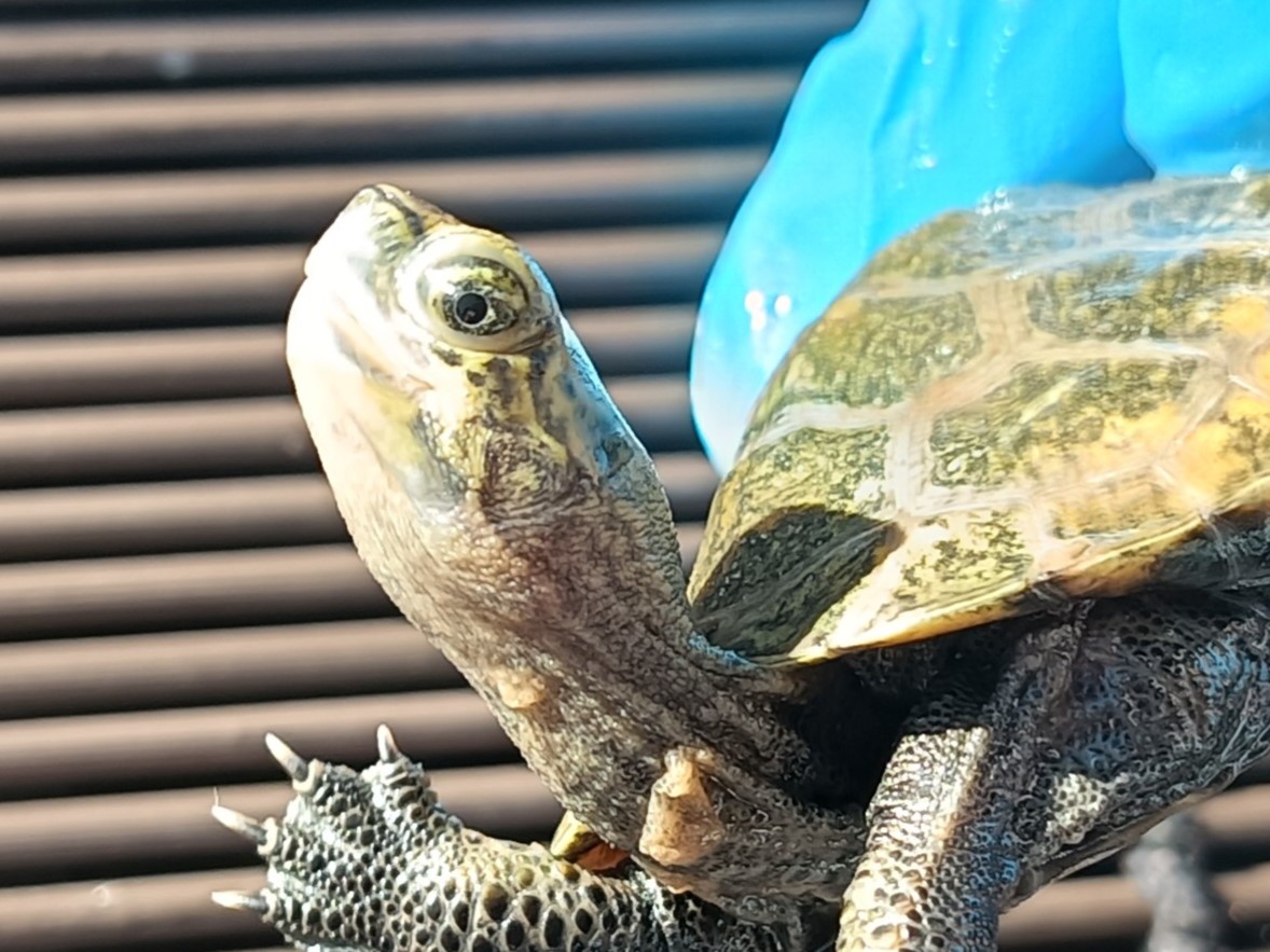 New Arrivals ： Mauremys japonica，Mauremys revesii