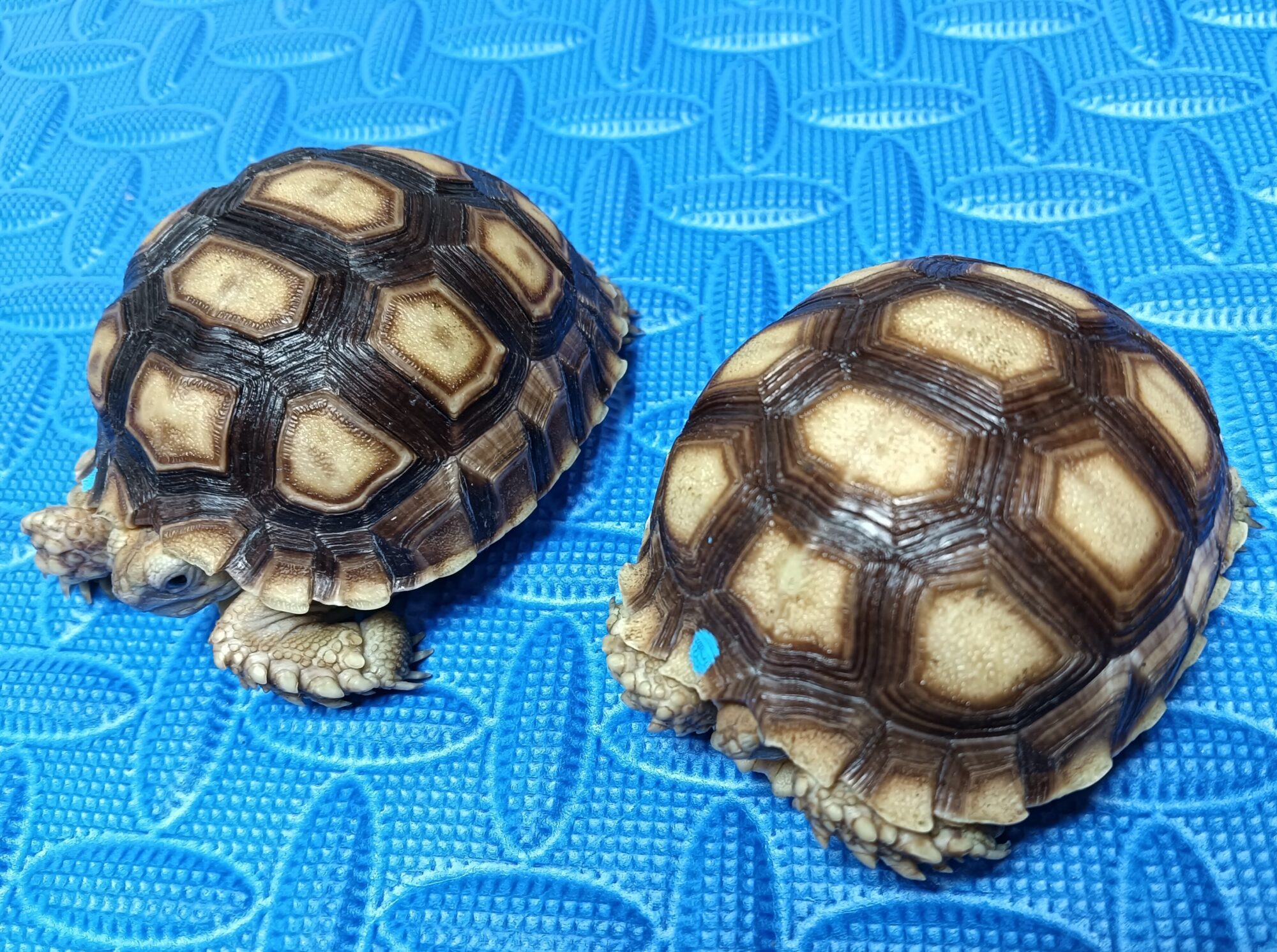 New Arrivals ： Centrochelys sulcata