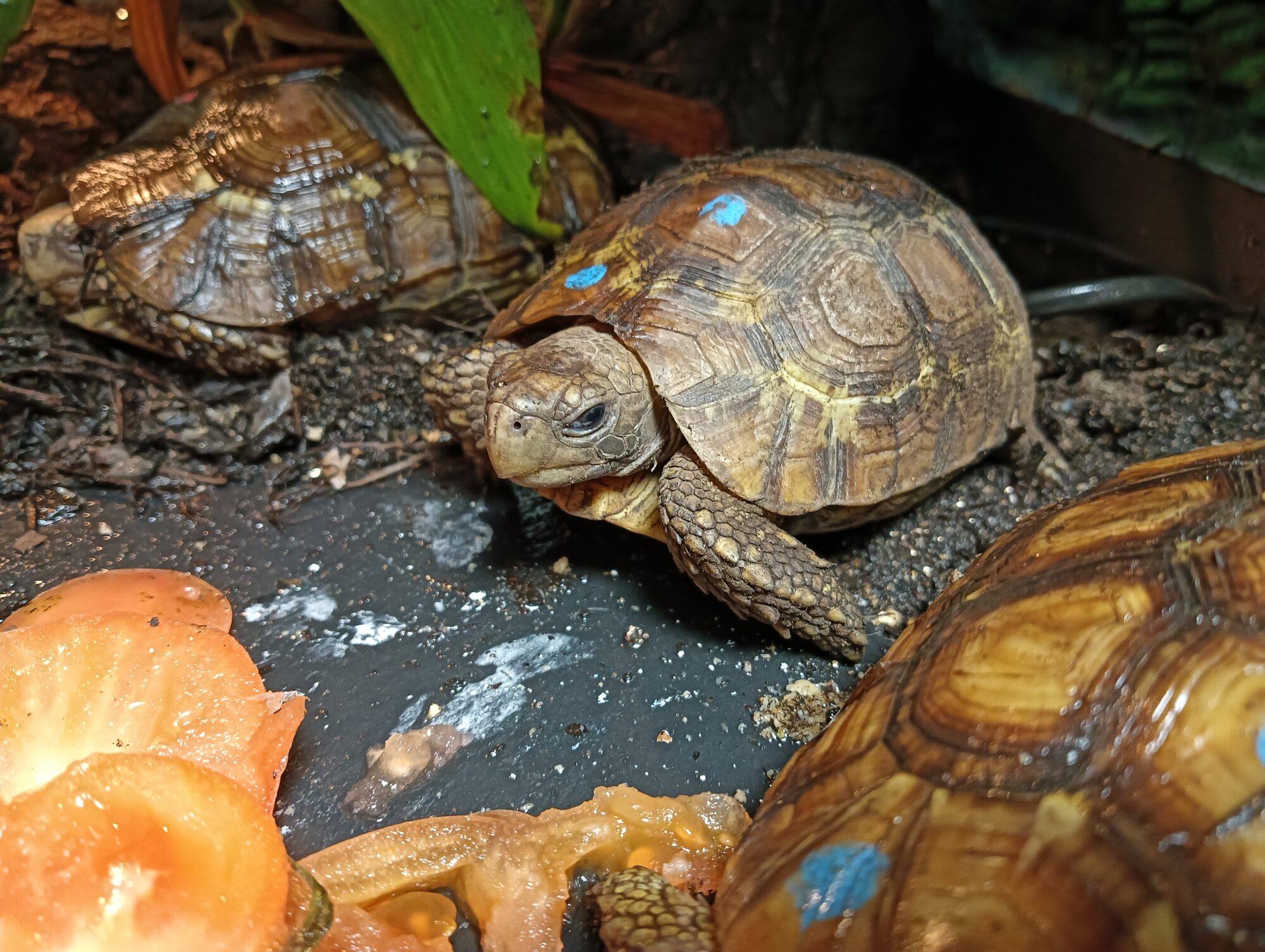 セオレーズ 飼育環境