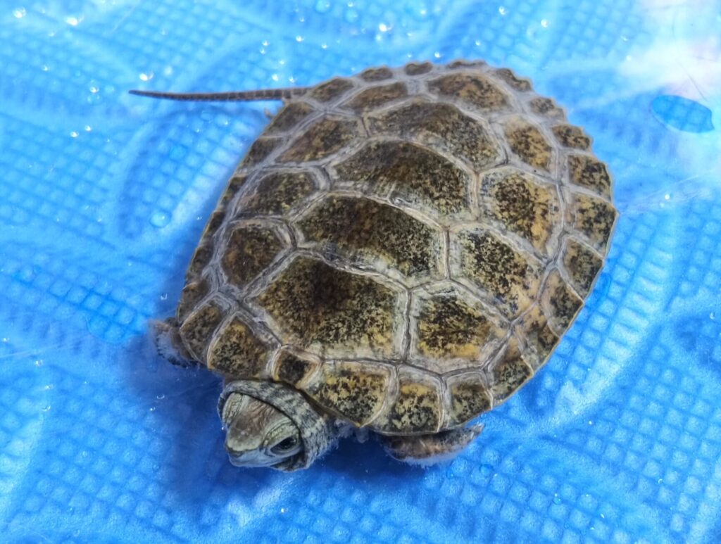 ニホンイシガメ